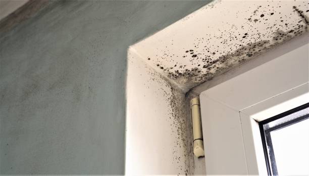 Best Industrial Mold Remediation  in Point Mackenzie, AK