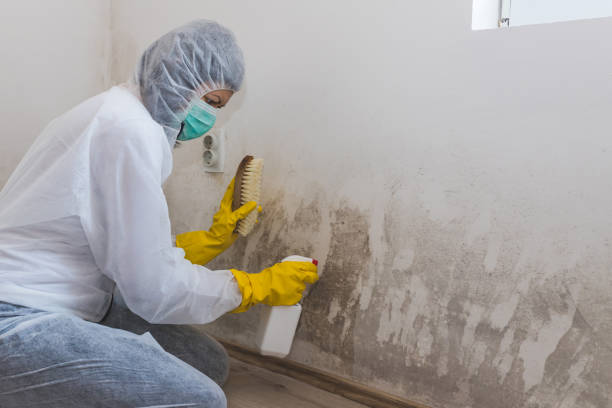 Best Biohazard Mold Removal  in Point Mackenzie, AK