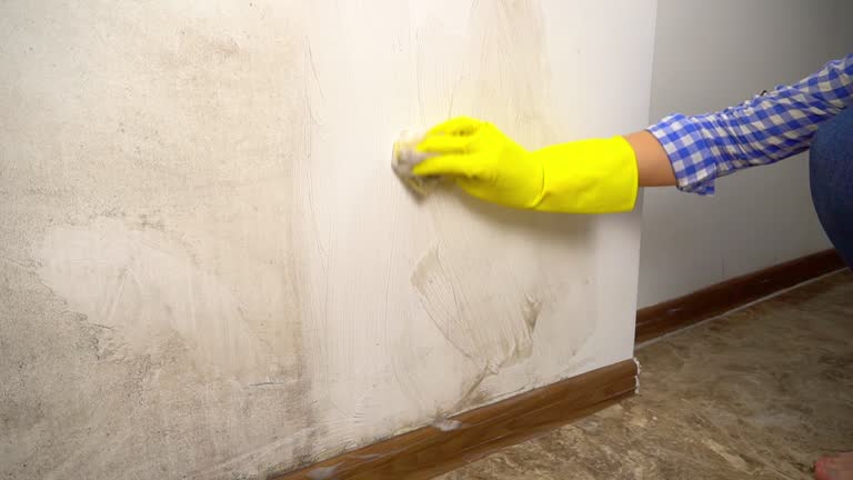 Best Real Estate Mold Inspection  in Point Mackenzie, AK