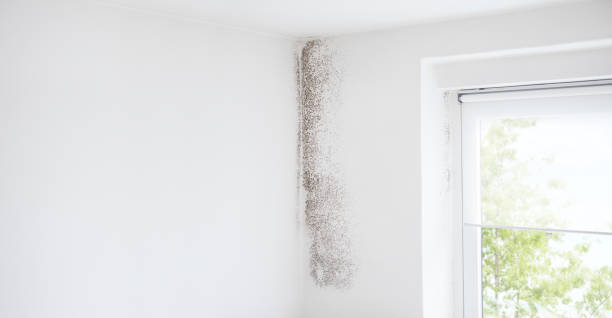 Best Comprehensive Air Testing for Mold Contaminants  in Point Mackenzie, AK