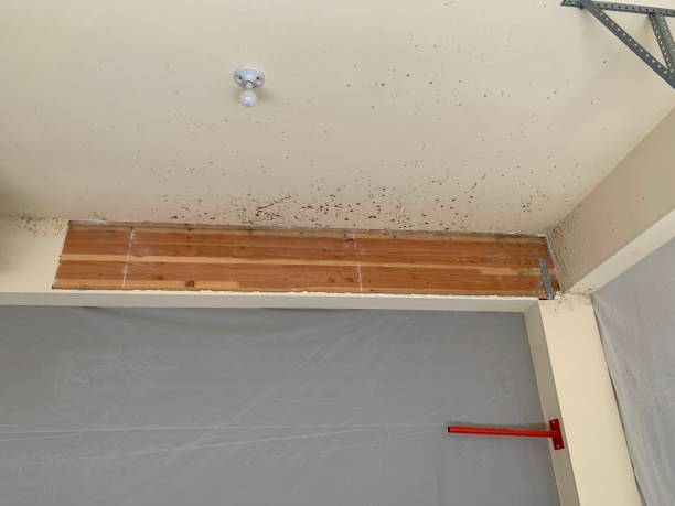 Best Emergency Mold Remediation  in Point Mackenzie, AK