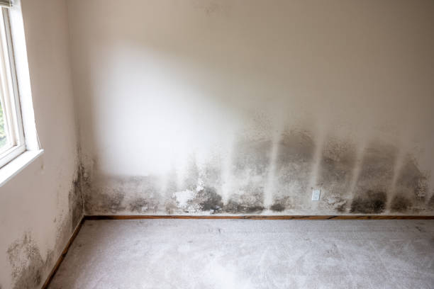 Best Water Damage & Mold Remediation  in Point Mackenzie, AK