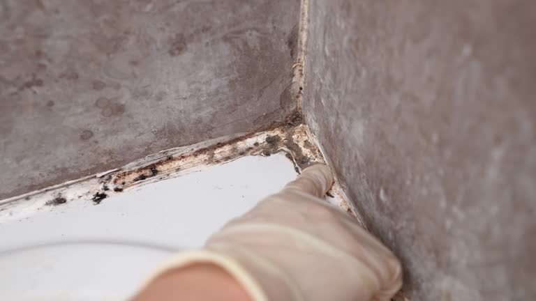 Best HVAC Mold Inspection and Cleaning  in Point Mackenzie, AK
